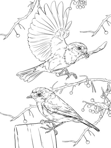 European Robins Coloring Page